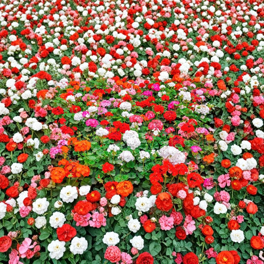 Mixed Color Geranium Seeds – 10 Pelargonium Zonale F2 Seeds for Patio & Garden Blooms in Pink, Purple, Red, Salmon, White