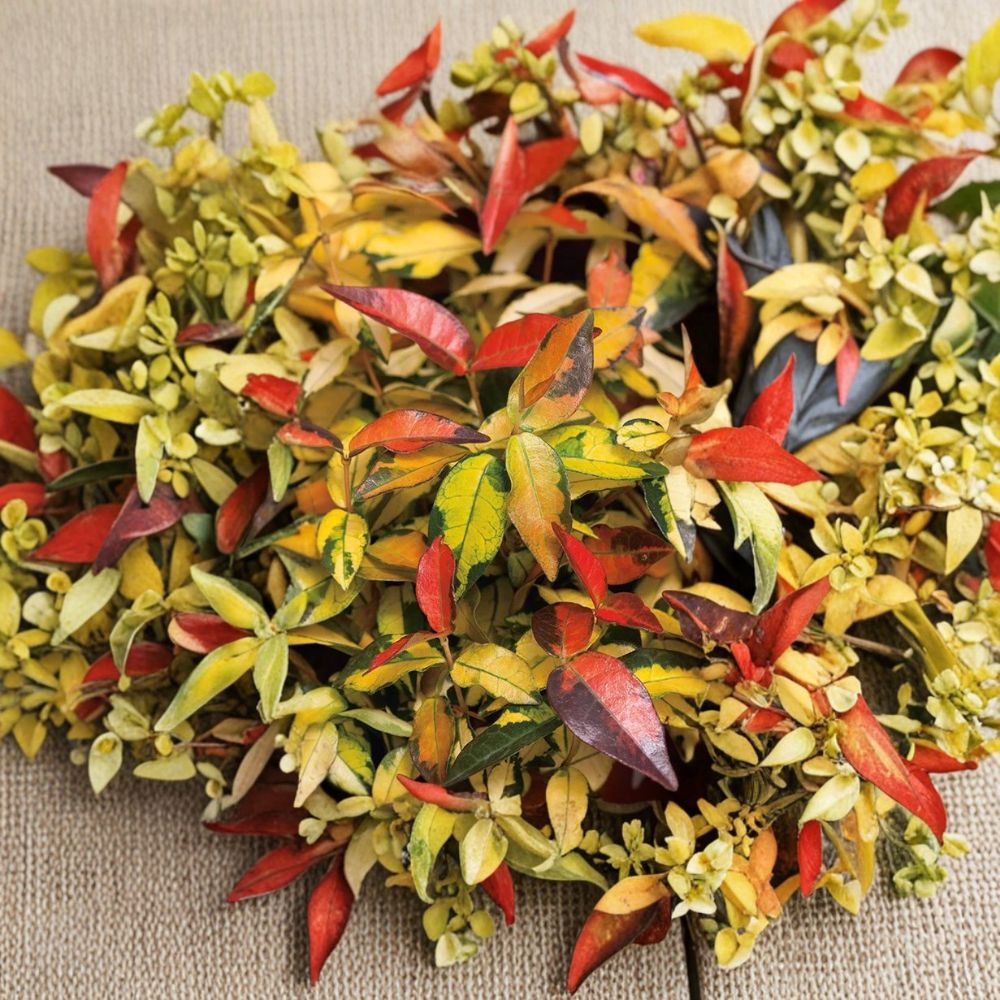 Trachelospermum asiaticum ‘Summer Sunset’ Seeds – Variegated Fragrant Climbing Plant, Hardy Asiatic Jasmine, 5 Seeds
