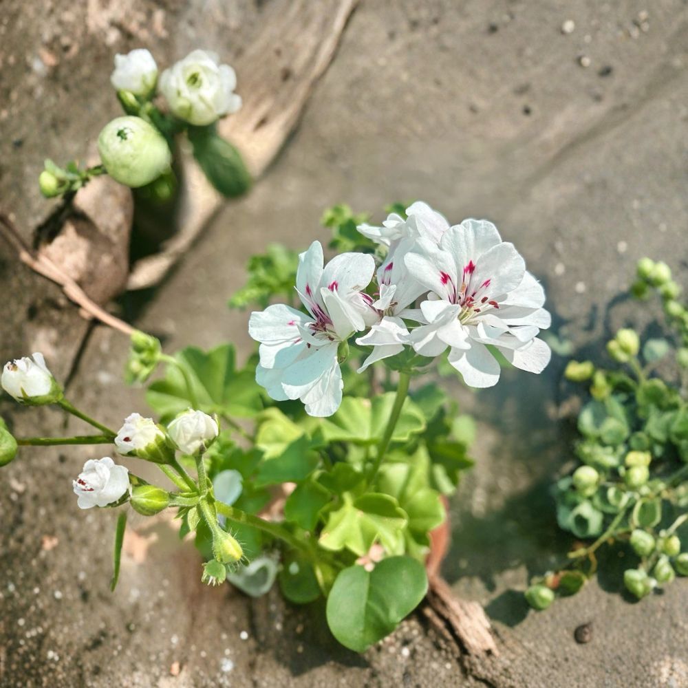 White Geranium Live Plant in Pot – Blooming Pelargonium Flower for Outdoor Patio & Garden Container Gardening