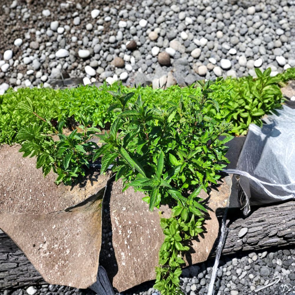 Sweet Pear Mint Unrooted Cuttings – Mentha × piperita ‘Sweet Pear’ Organic Herb Plant, Pear-Scented Mint, 6 Pack