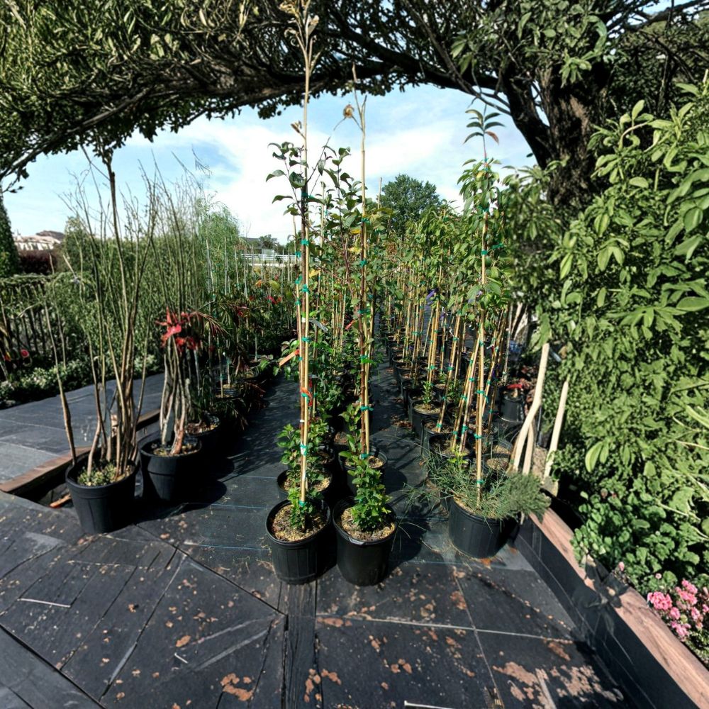 Prairiefire Flowering Crabapple Tree – Live Plant, Red Blossoms, Malus × robusta, 4–6 Feet, Ornamental Landscape Tree