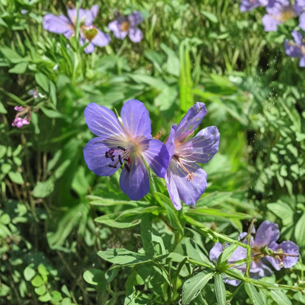 Geranium Pratense Seeds – 15+ Meadow Cranesbill Flower Seeds | Blue Violet Perennial Pollinator-Friendly Garden Plant