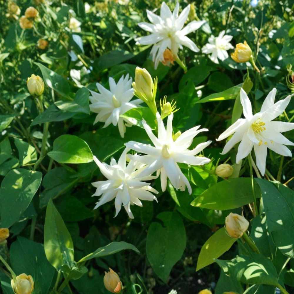 Belle of India Jasmine Plant – Jasminum sambac Double Live Starter in Pot – Fragrant Tropical Indoor Outdoor Plant