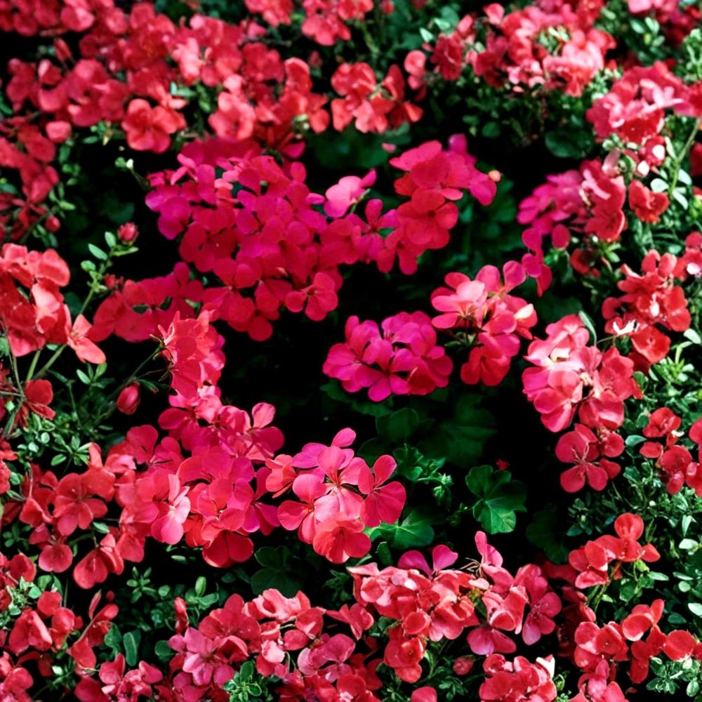 Fuchsia Ivy Leaf Geranium Seeds – Pelargonium Summer Showers, Trailing Flower Seeds, Hummingbird Friendly Patio Plant