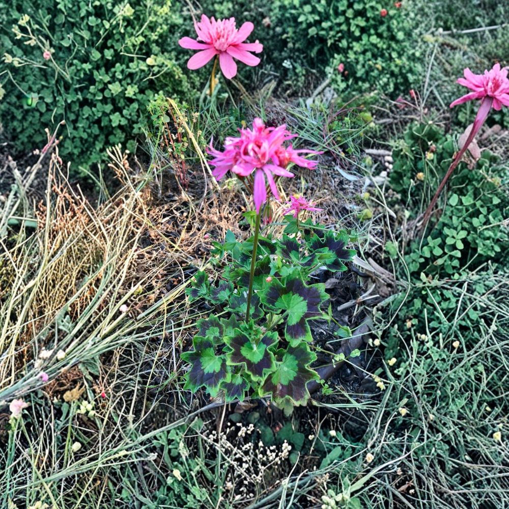 Rare Spiky Pink Pelargonium Cutting – Salmon Pink Geranium Live Plant, Easy to Root, Unusual Flowering Geranium, Indoor & Garden Plant