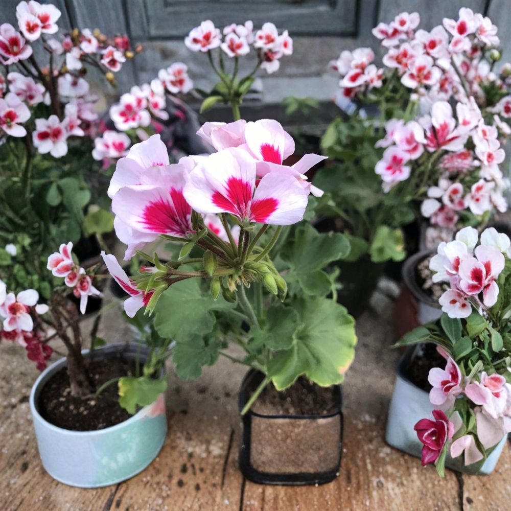Rare Red & White Zonal Geranium Plant | Live Pelargonium in Gallon Pot | Bi-Color Blooms for Patio & Garden
