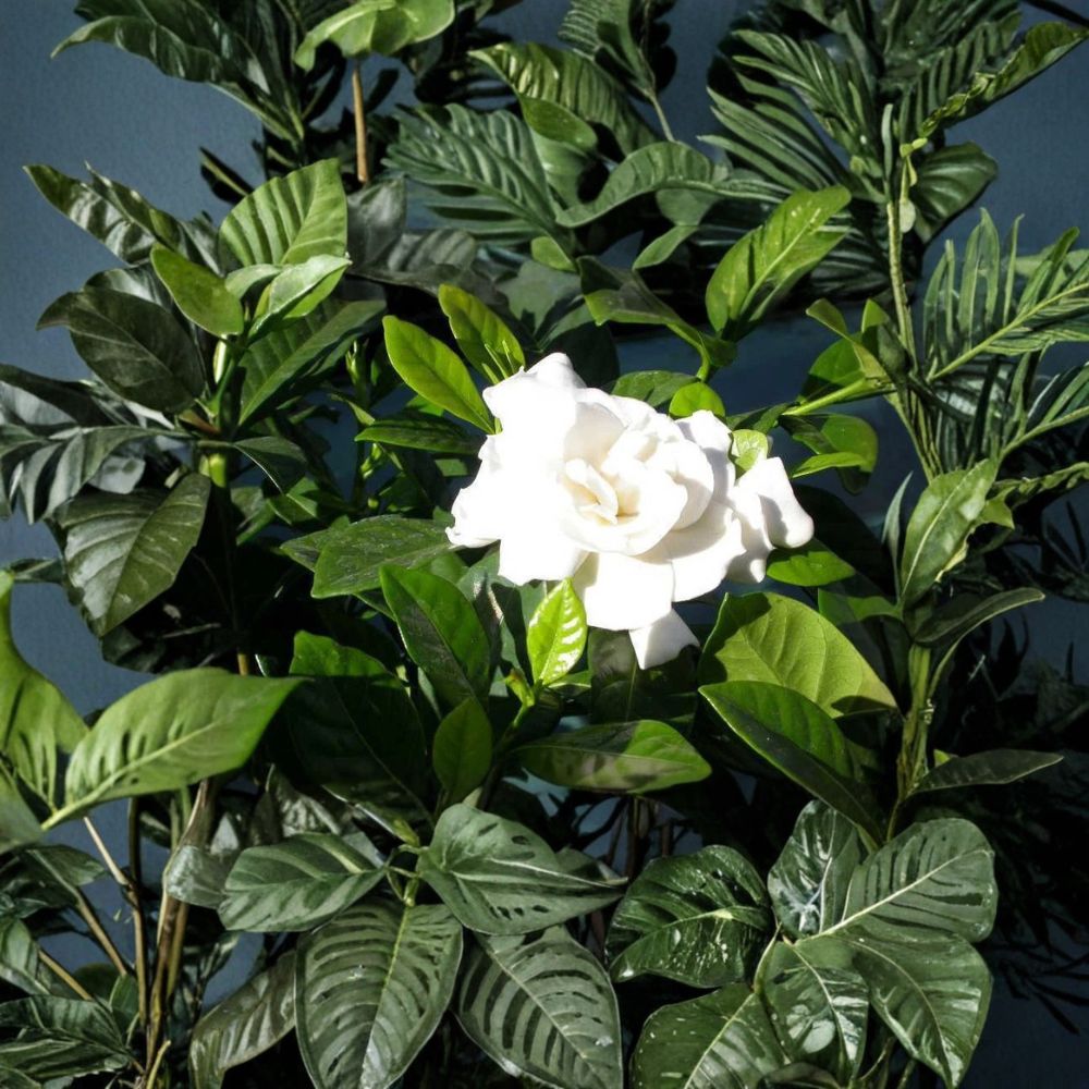 Heirloom White Gardenia Plant – Gardenia jasminoides Bare Root Shrub, Fragrant Cape Jasmine, Classic Bloom, 1 Ft