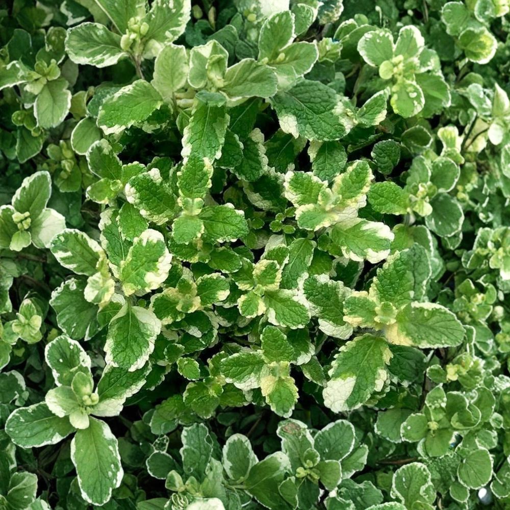 Pineapple Mint Unrooted Cuttings – Mentha suaveolens ‘Variegata’ Organic Herb Plant, Variegated Mint, Easy to Root, 6 Cuttings