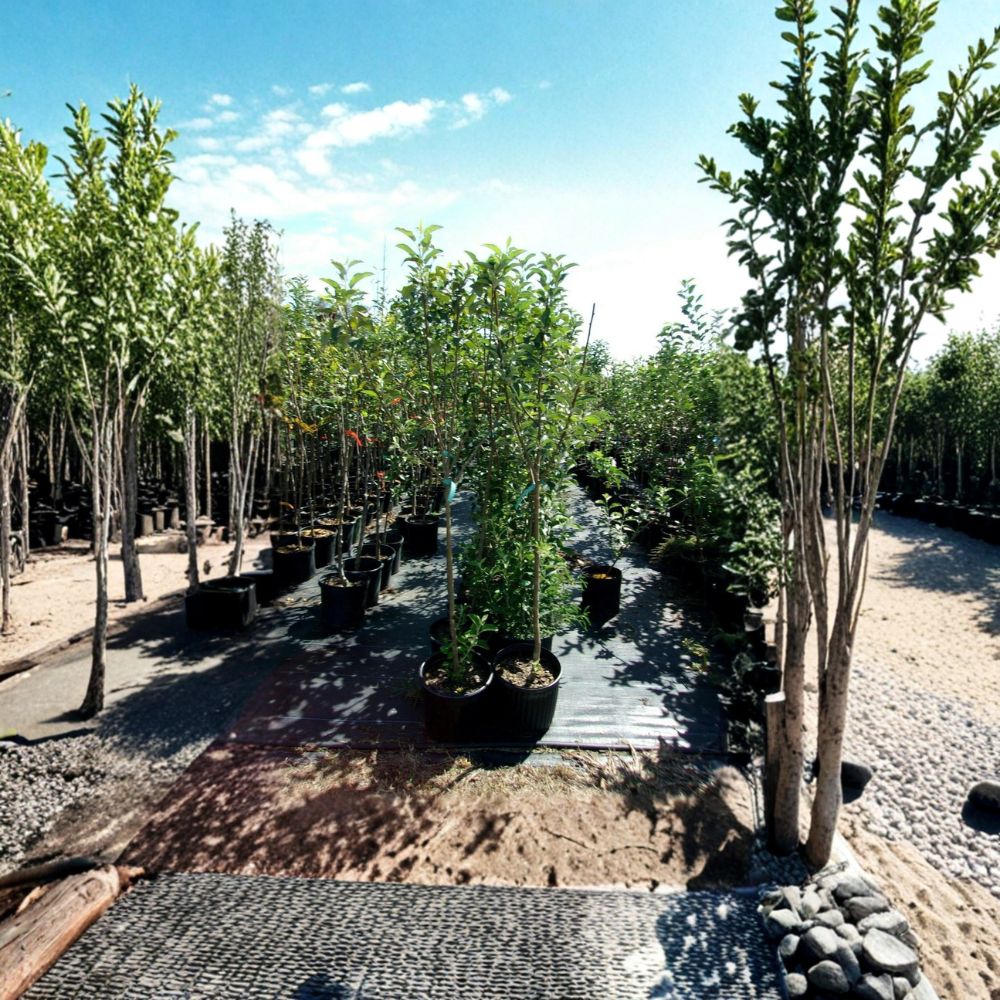 York Apple Tree – Malus domestica Live Plant | 4–6 Feet Tall | Sweet Juicy Apples | Root-Wrapped Tree for Easy Planting