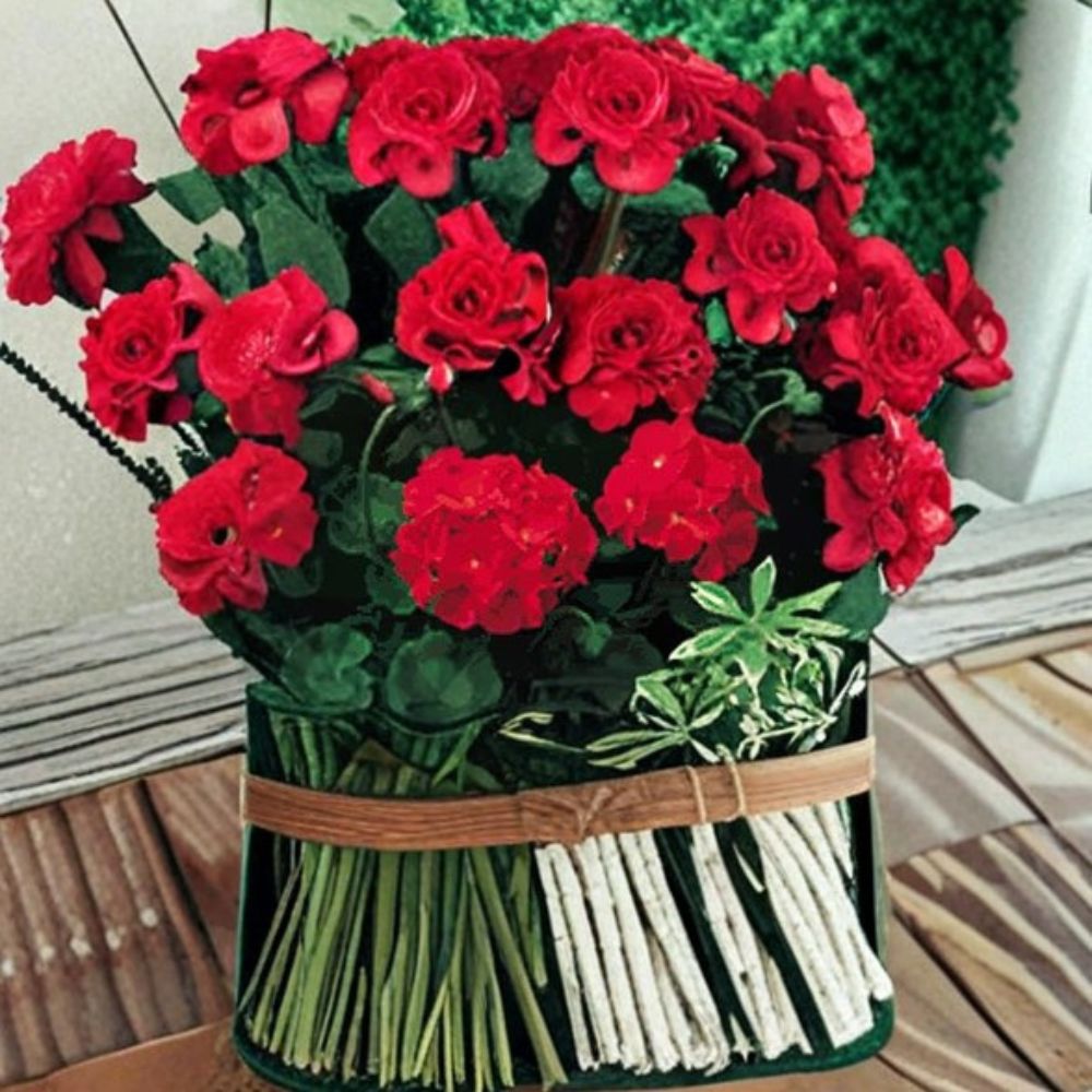 Geranium Pinto Premium Red Deep Pelargonium Seeds | 1,000 Seeds | Vibrant Deep Red Blooms | Garden & Landscape Plant