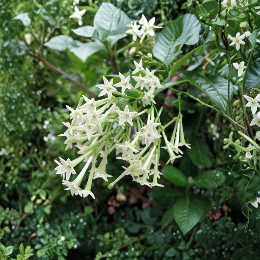 Night Blooming Jasmine Live Plant – Cestrum nocturnum Rooted Starter in Pot – Fragrant Night Flower Shrub for Indoor & Outdoor Gardens