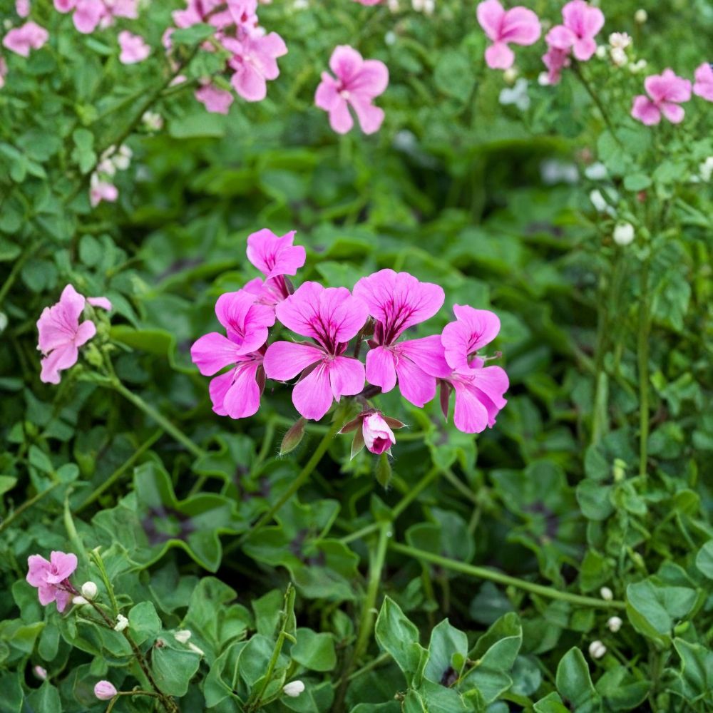 Reach Out Light Purple Ivy Geranium Seeds – 15 Pelargonium Trailing Flower Seeds for Hanging Baskets and Patio Gardens