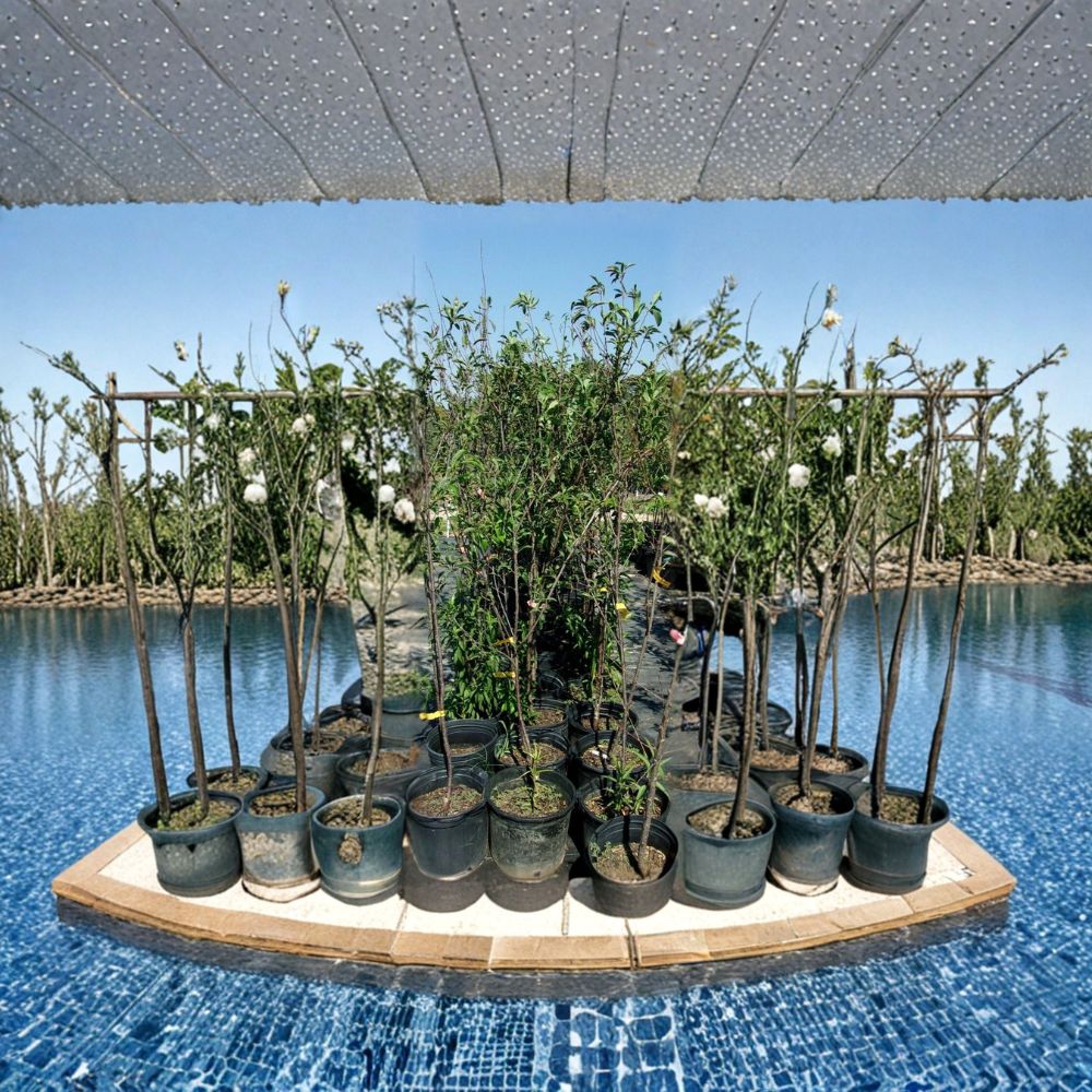 AU Rubrum Plum Tree – Prunus salicina Live Plant, Sweet Red Fruit, Early Season Producer, Root-Wrapped Tree, Easy to Grow