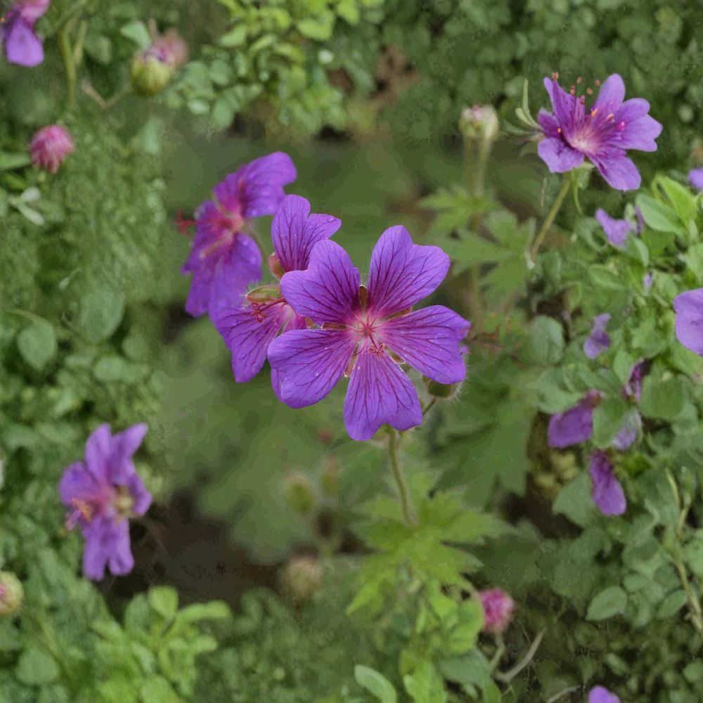 Geranium pratense ‘Painter’s Palette’ Mix Seeds – Hardy Cranesbill Perennial Flower Seeds for Garden Borders and Containers