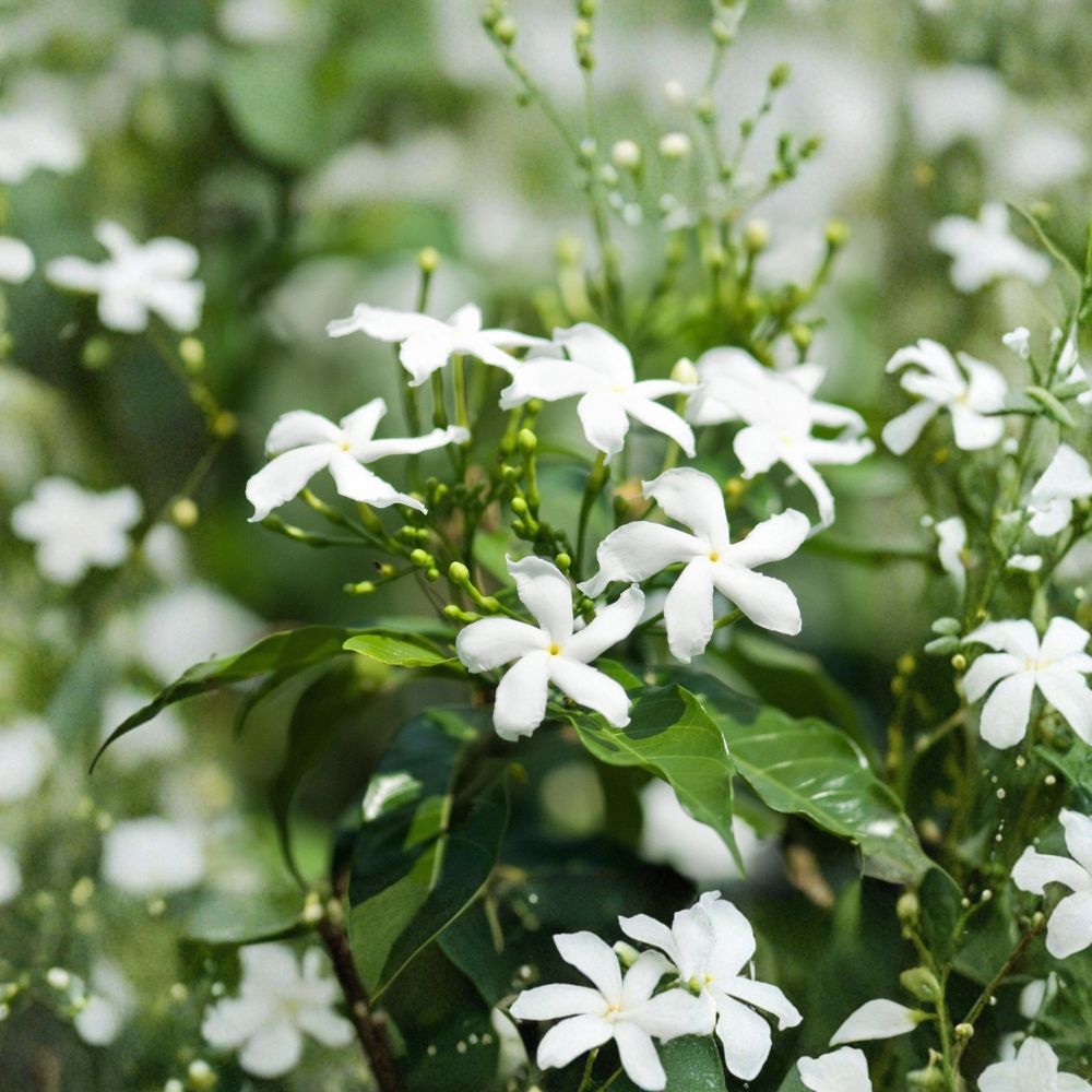 Star Jasmine Live Plant – 4 Inch Pot, Fragrant Climbing Vine or Ground Cover, Trachelospermum jasminoides