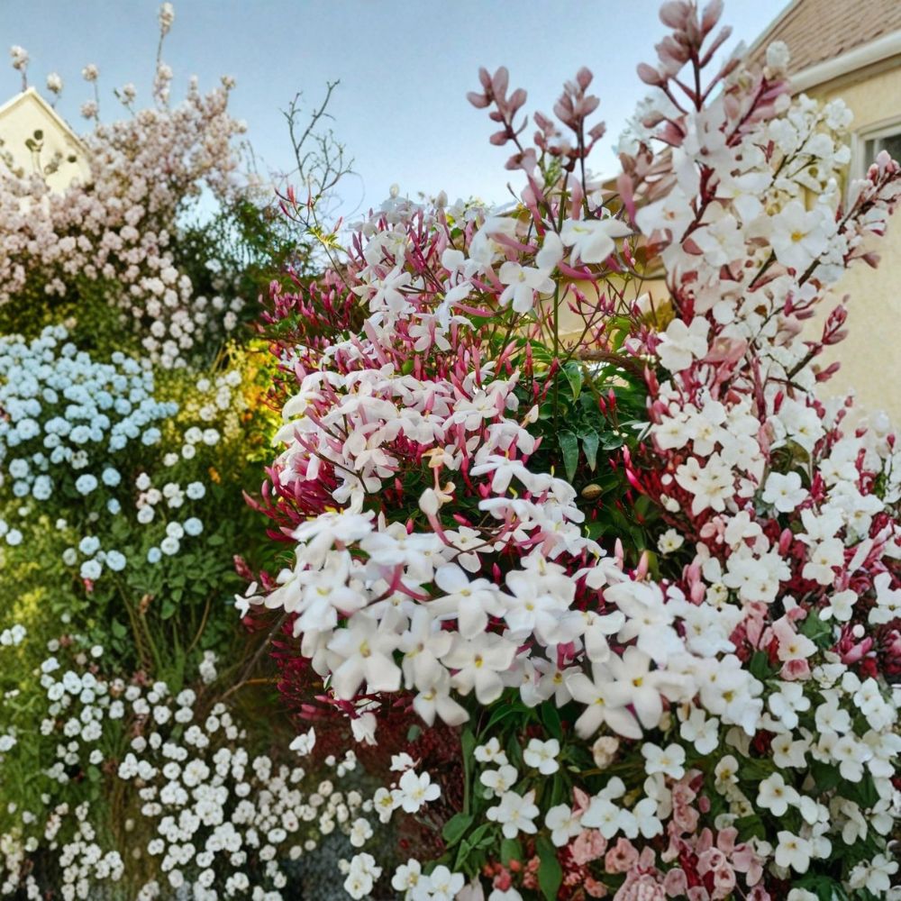 Pink Jasmine Plant – Jasminum polyanthum Live Starter in Pot, Fragrant Climbing Vine for Indoor Outdoor Gardens