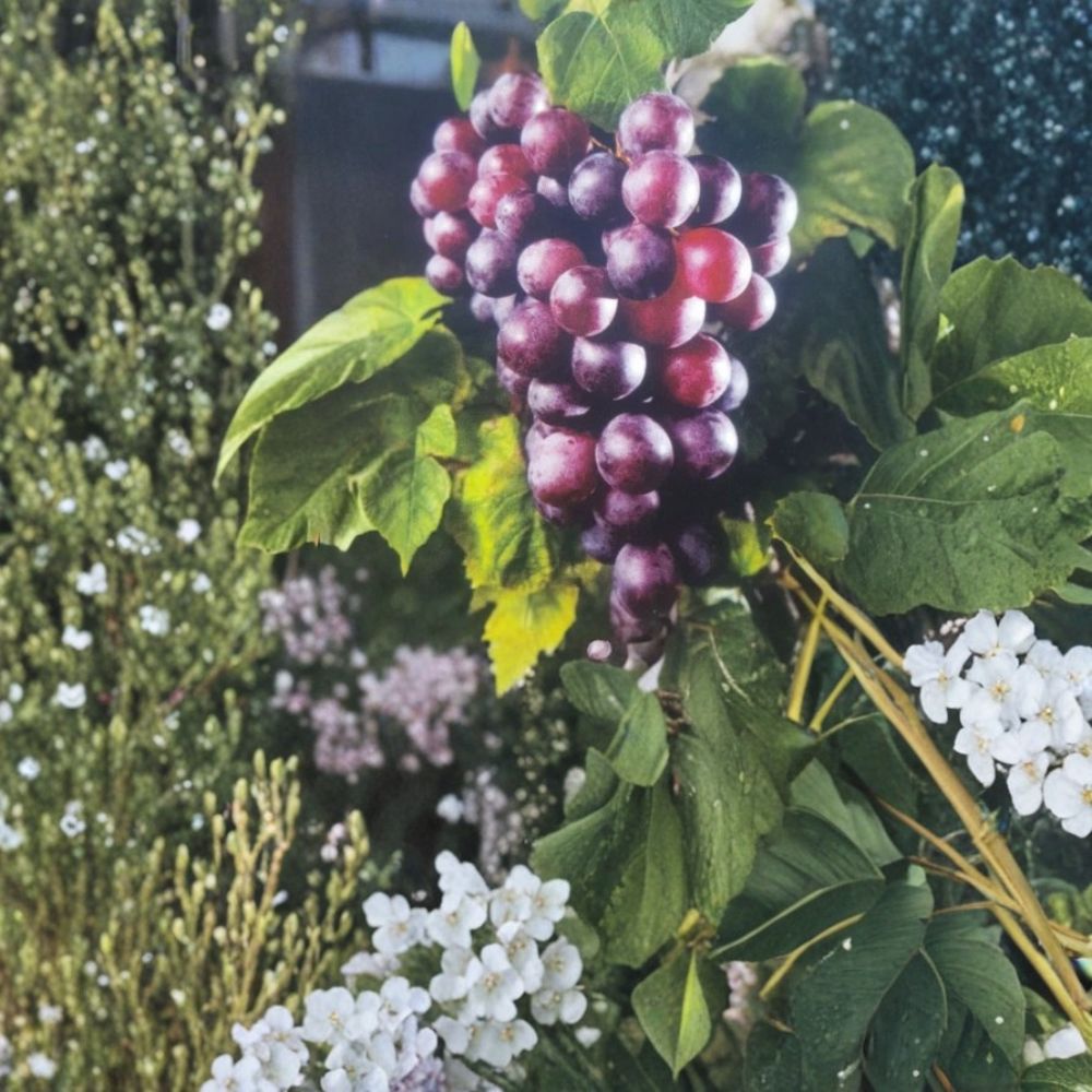 Black Cowart Muscadine Grape Vine – Vitis rotundifolia Live Plant, 3 Gallon, Self-Fertile, Sweet Muscadine Grapes for Vineyard & Garden