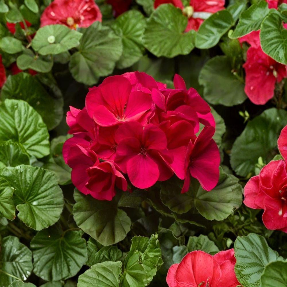 Pinto Premium Violet Geranium Plants – 6 Live Baby Plug Pelargonium Annual Flowers for Patio Garden Bed