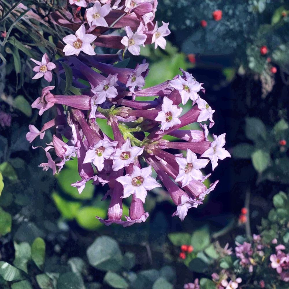 Purple Cestrum Live Plant – Day Blooming Jasmine, Lilac Purple Flowers, Tropical Shrub, Fast Growing Garden Plant, Cestrum purpureum