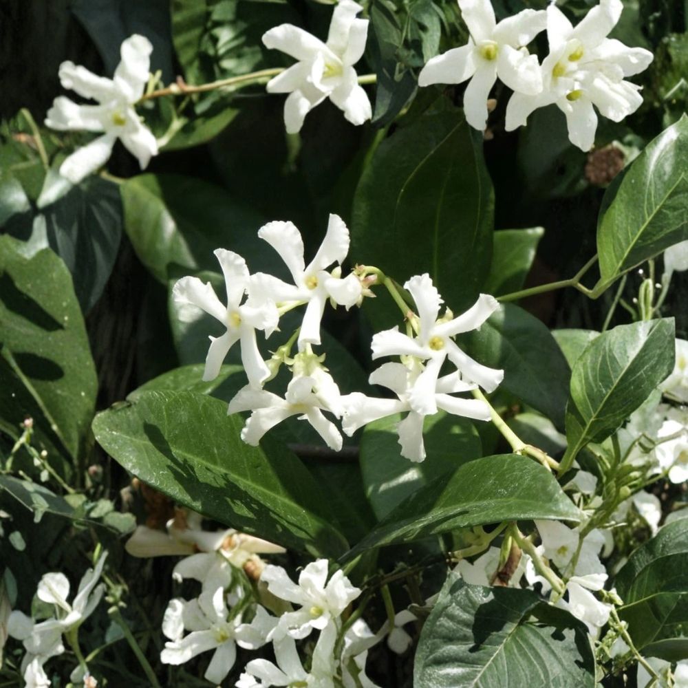 Confederate Star Jasmine Live Plants – 2 Pack, Fragrant Climbing Vine, Evergreen Garden Plant, Trachelospermum jasminoides, 7 Inch Plug