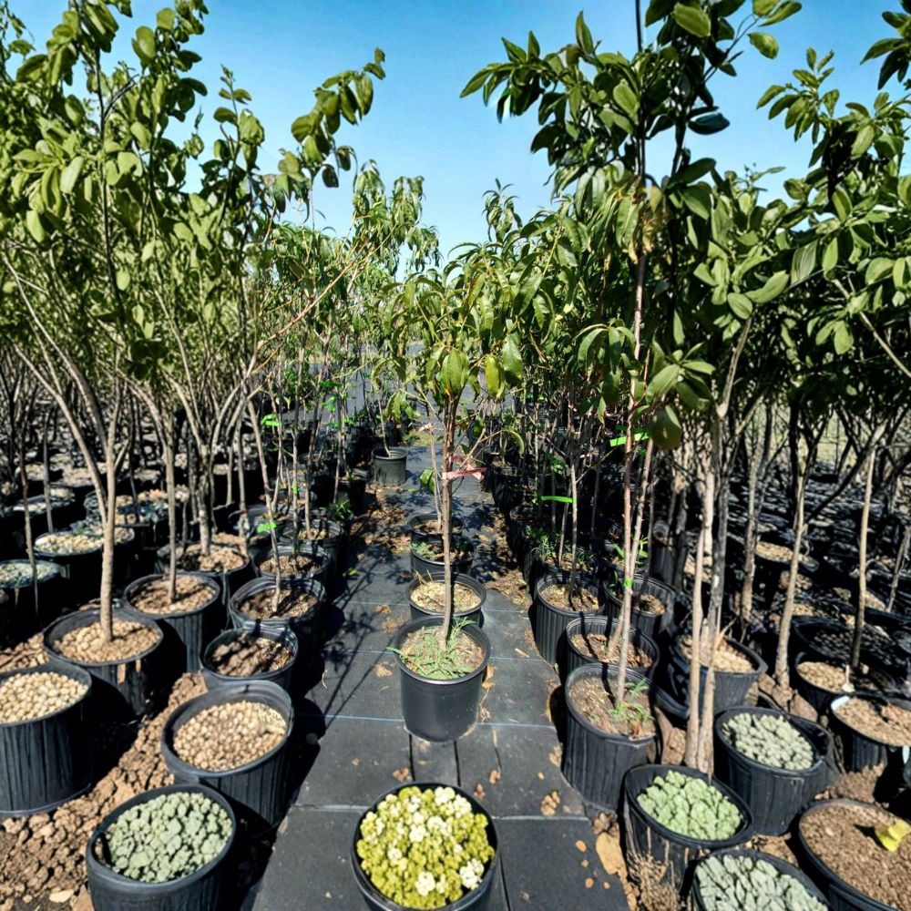 August Lady Peach Tree – Prunus persica Live Fruit Tree, 4–6 Feet, Sweet Juicy Freestone Peaches, Cold Hardy, Easy to Grow