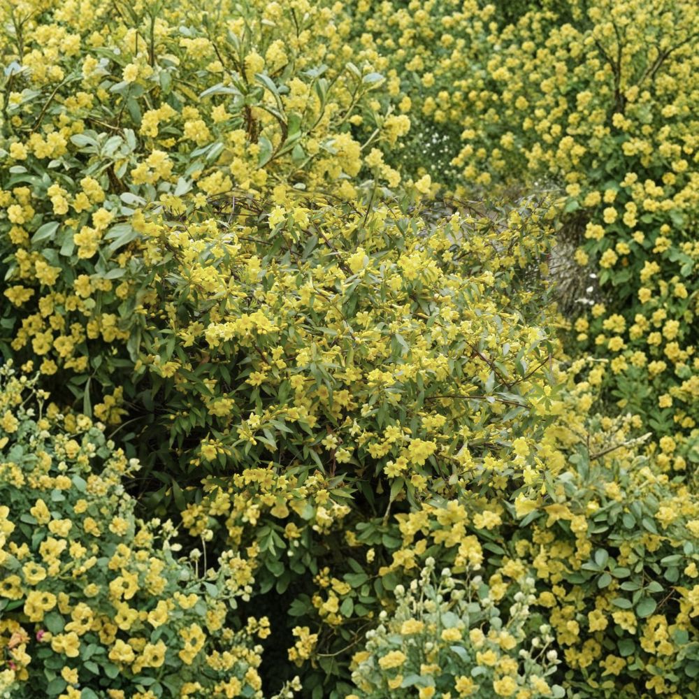 Carolina Jessamine Live Plants – Gelsemium sempervirens – Fragrant Yellow Flowering Vine – 25 Plants in 3.25" Pots – Hardy Evergreen Garden Climber