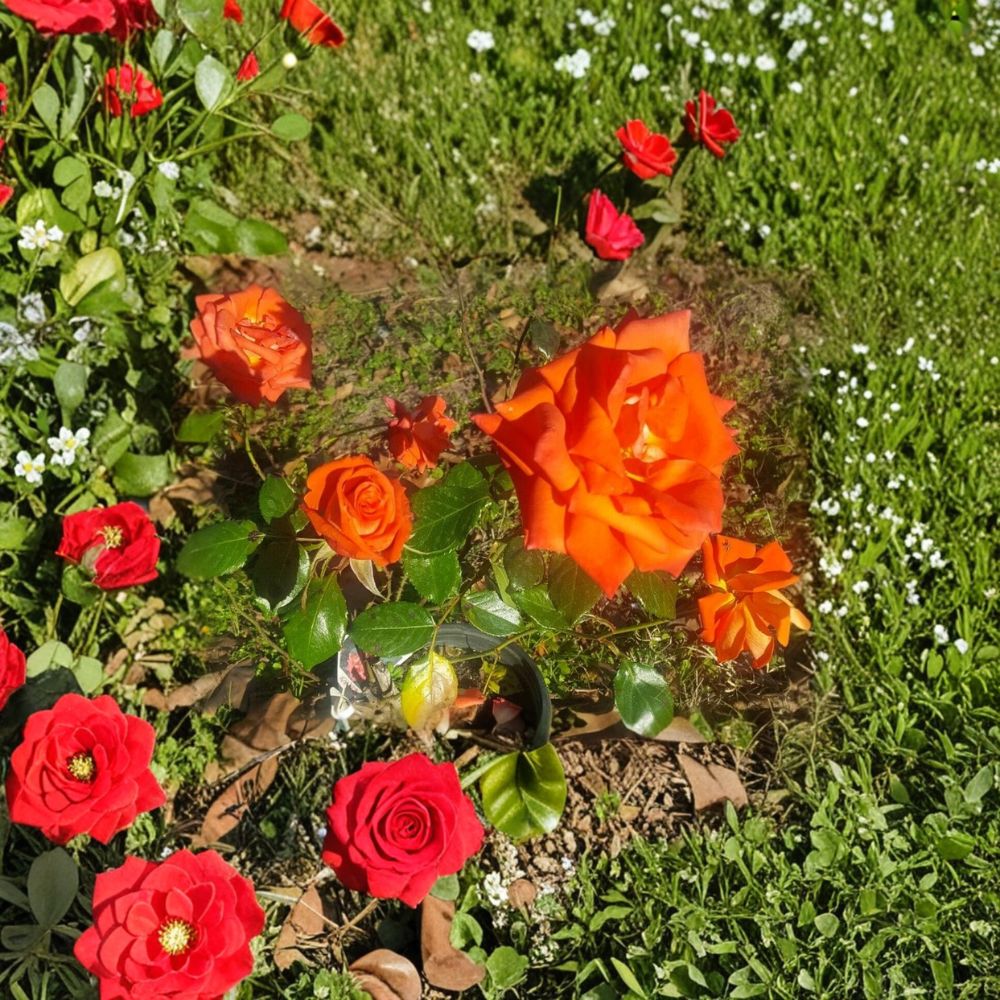 Marina Floribunda Rose Live Plant – 3 Gallon Salmon Orange Everblooming Garden Rose Bush Rosa Hybrid