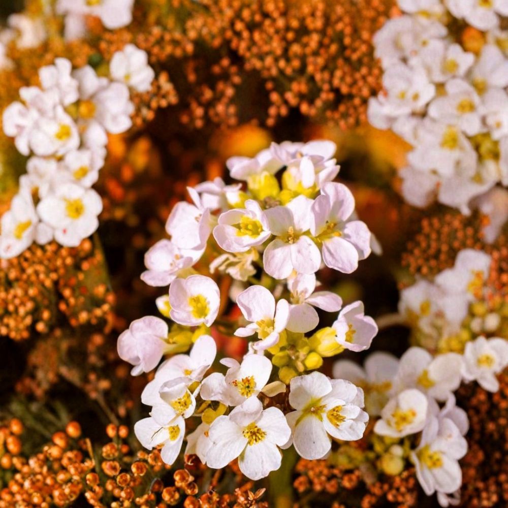 Rock Jasmine Seeds – Androsace albana Alpine Ground Cover Flower, Cold Hardy Perennial, Rock Garden Plant, 20 Seeds
