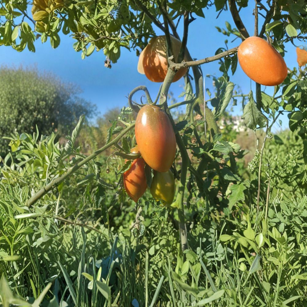 Ukrainian Purple Tomato Seeds – Heirloom Solanum lycopersicum, Organic Non-GMO, Russian Dark Plum Paste Tomato, 50 Seeds