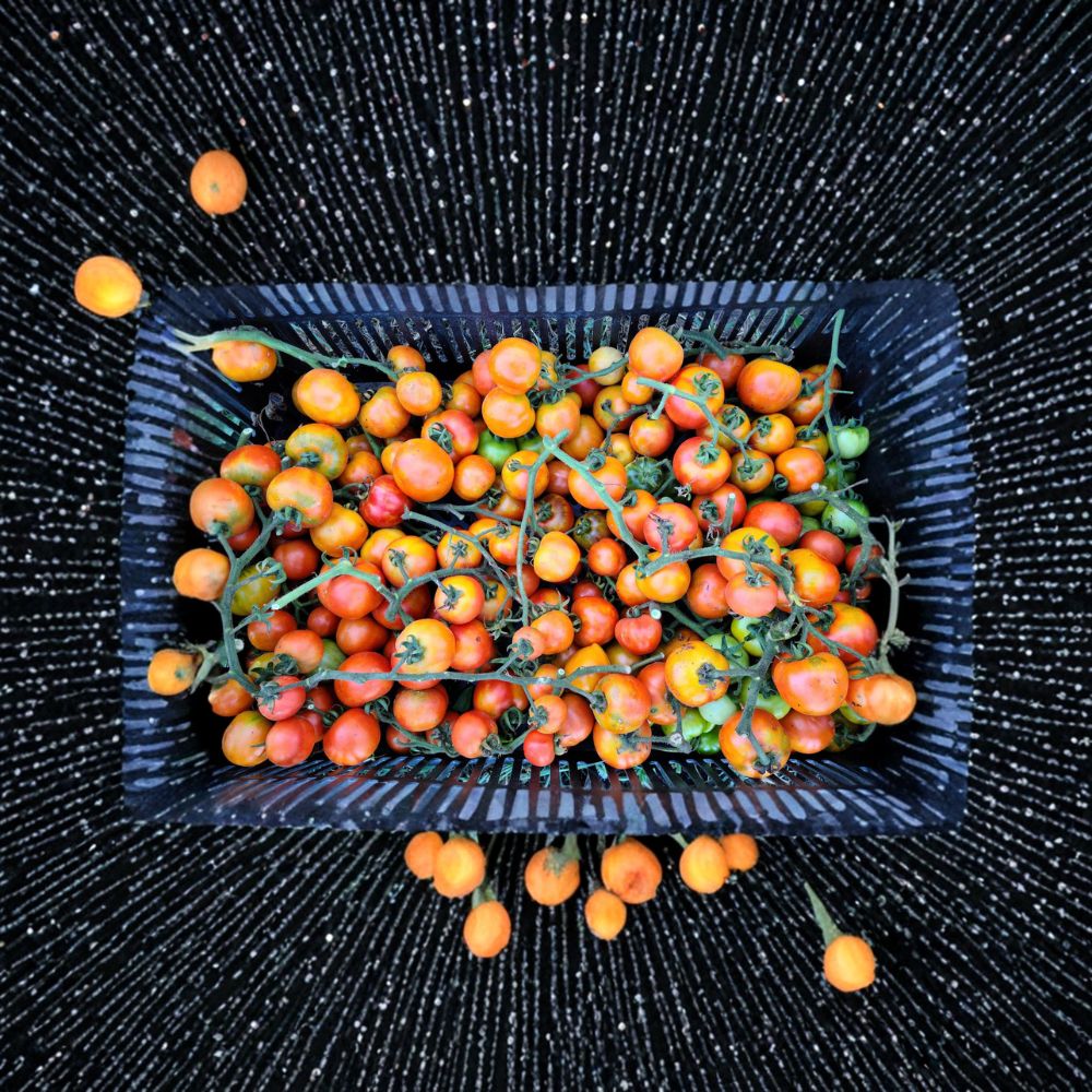 Giallorosso di Crispiano Tomato Seeds – Heirloom Organic Non-GMO, Italian Keeper, Long Storage, Solanum lycopersicum, 50 Seeds