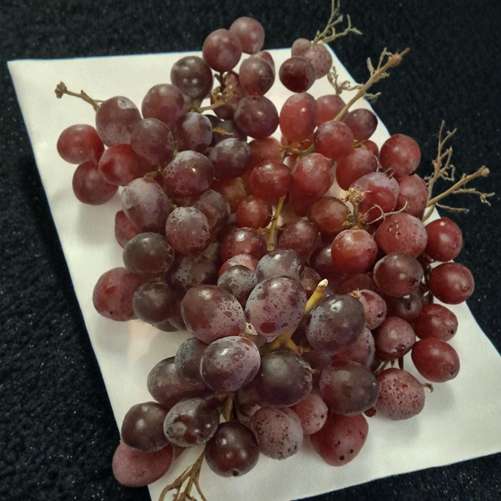 Vanessa Red Seedless Grape Vine – Vitis vinifera Live Plant, 2 Gallon, Self-Fertile, Sweet Seedless Grapes, Fruit Vine for Garden