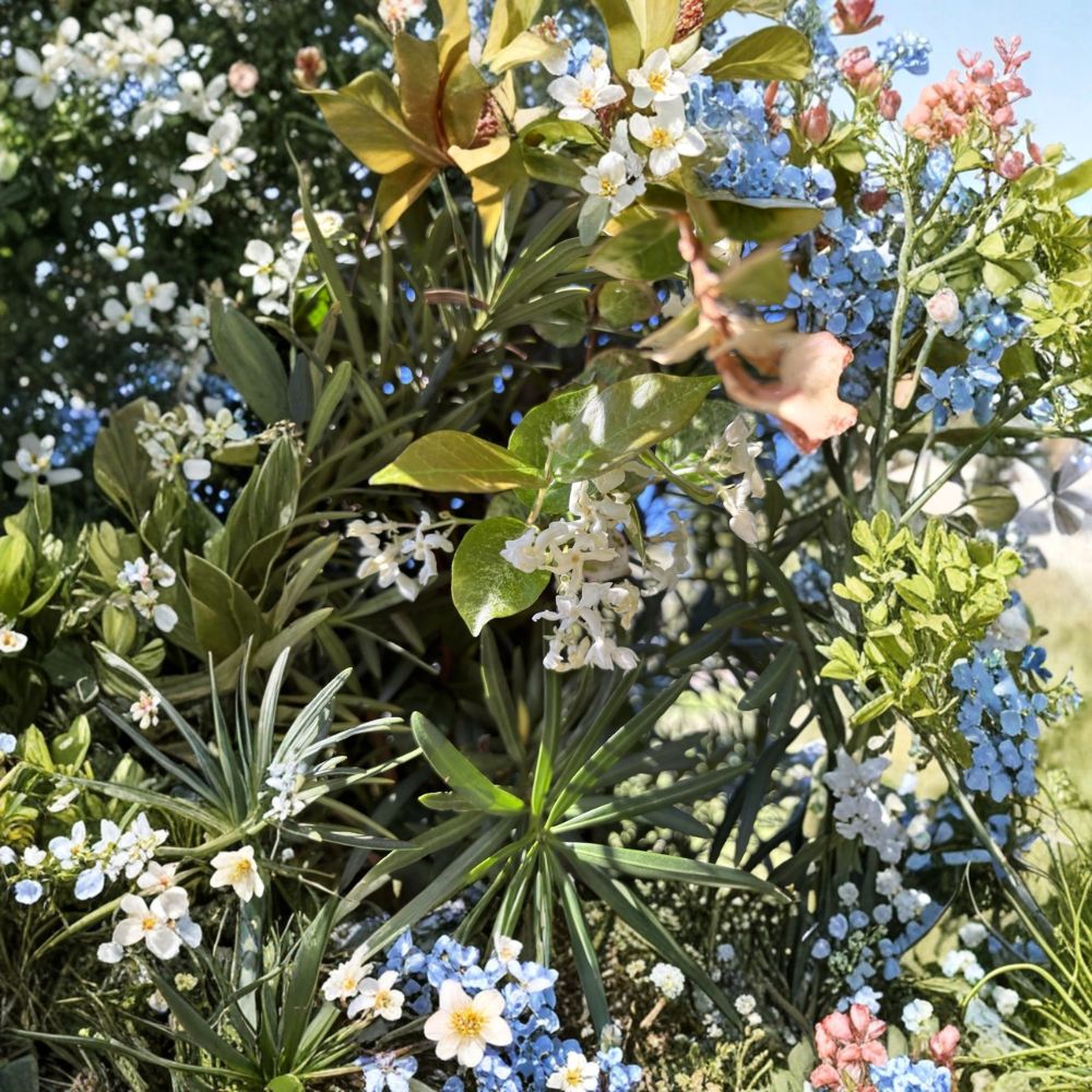 Snow N Summer™ Asian Jasmine 2 Pack – Variegated Evergreen Groundcover Vine, Trachelospermum asiaticum, 2 Quart Live Plants