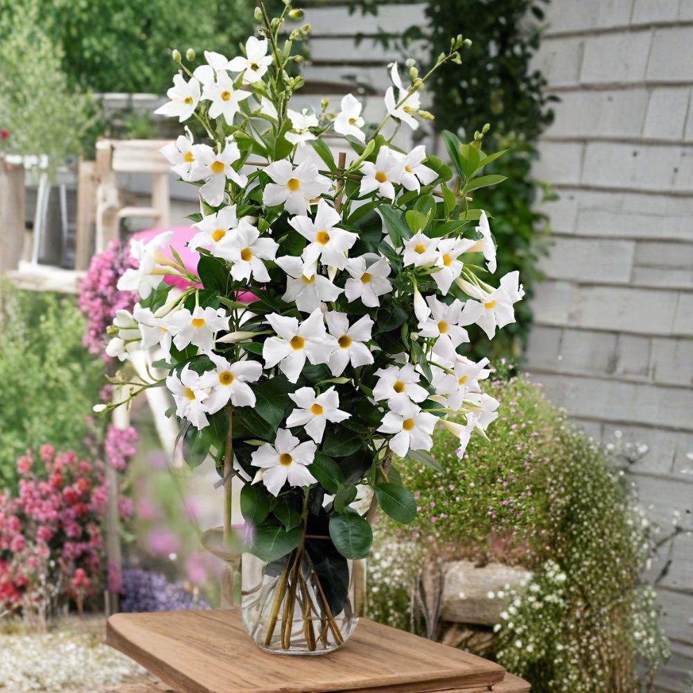 White Mandevilla Plants – Dipladenia Vine, 4-6 Inch Tropical Climbing Flower, Live Garden Plants, No Pot