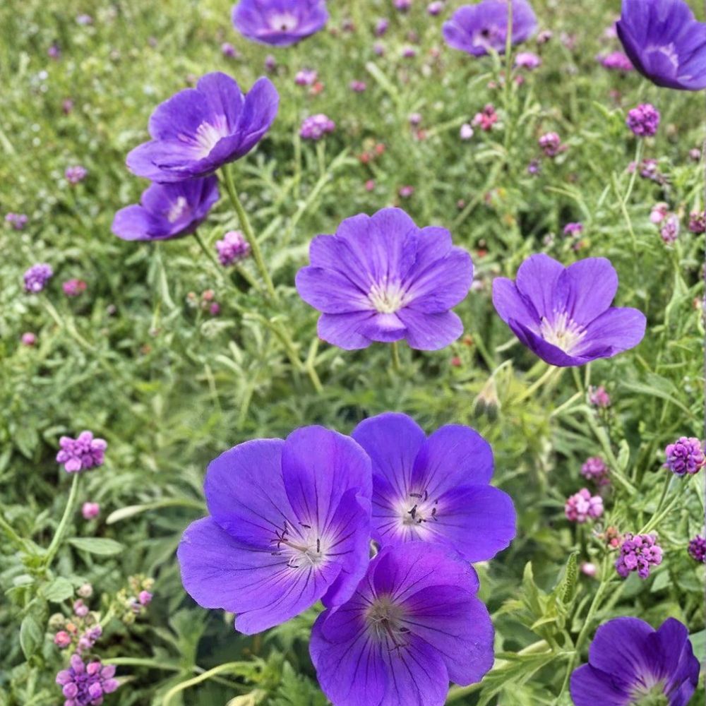 Orion Geranium Seeds – 25+ Pelargonium Flower Seeds for Garden & Patio, Colorful Blooms, Easy to Grow, Ornamental Plant