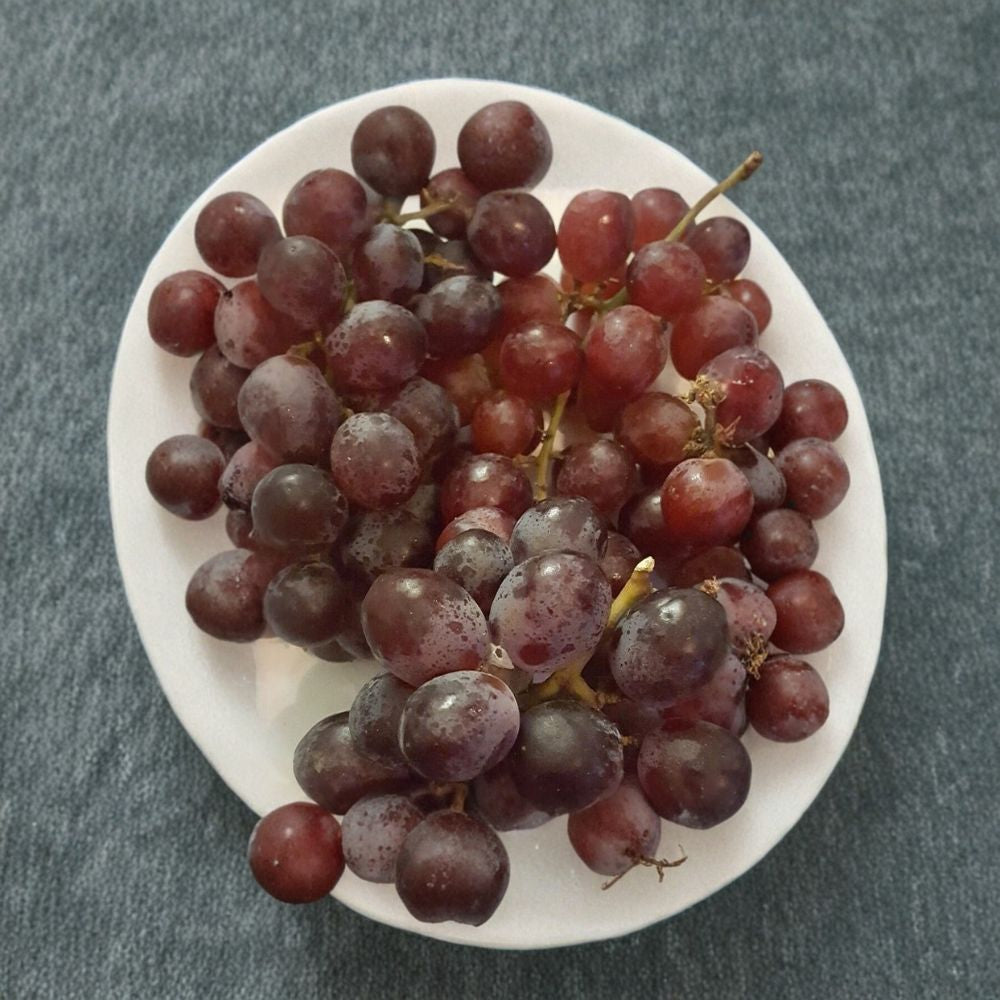 Red Globe Grape Vine – Live Fruit Plant, Self-Fertile, 1 Gallon, Home Garden, Juicy Grapes, Vitis vinifera