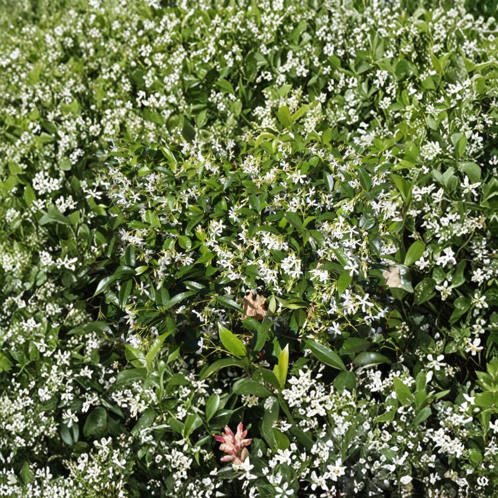 Star Jasmine Cuttings – 10 Pack | Trachelospermum jasminoides | Fragrant Climbing Vine for DIY Propagation