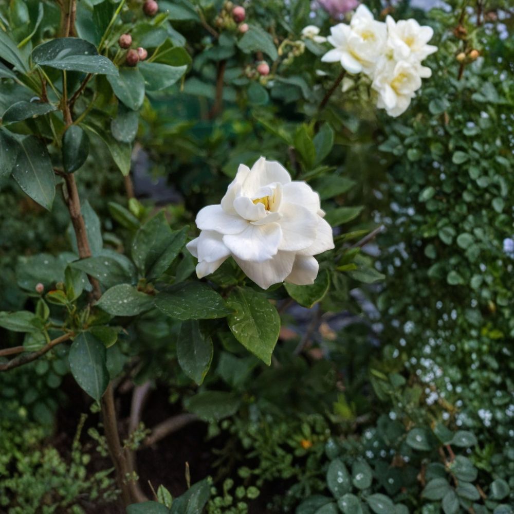 Gardenia Jasminoides Seeds – 200+ Pack | Fragrant Evergreen Shrub Seeds for Indoor & Outdoor Gardens | Cape Jasmine Flower Seeds