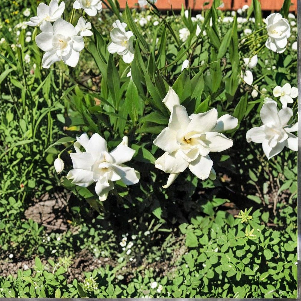 Frost Proof Gardenia Live Plant 1QT | Gardenia jasminoides ‘Frost Proof’ | Cold Hardy Fragrant Evergreen Shrub for Garden or Landscape