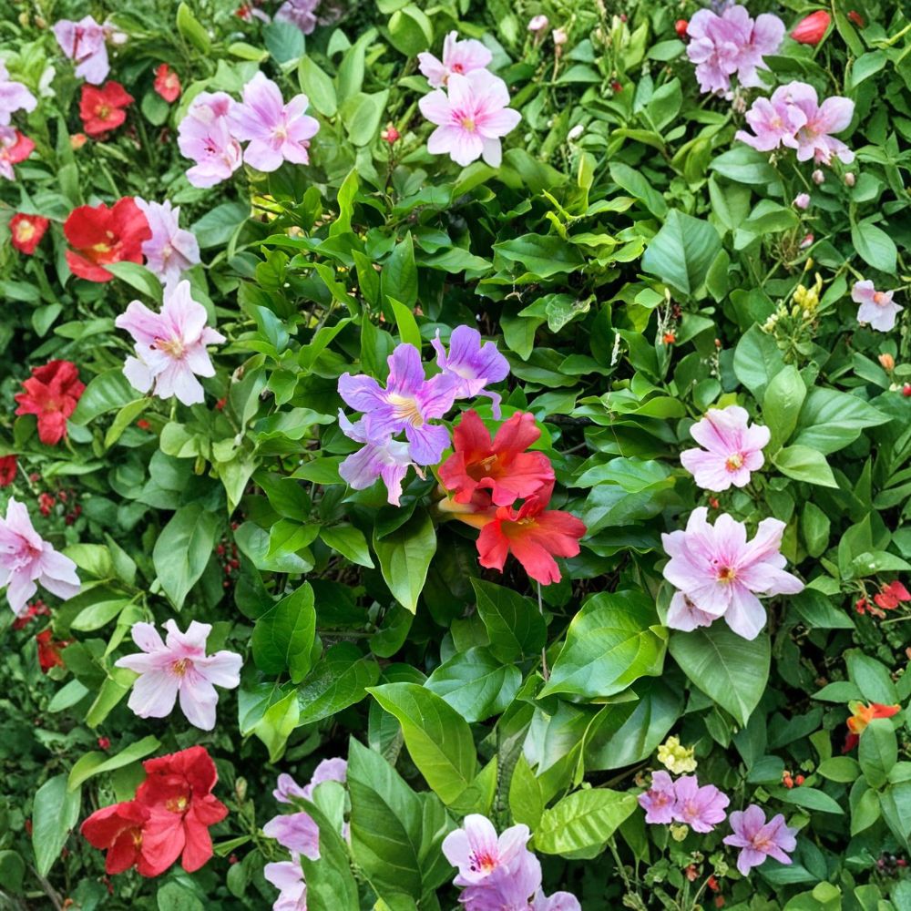 Trumpet Vine Cuttings Combo – Scarlet & Violet | 16 Organic Live Clippings | Climbing Flower Vines | Pollinator Friendly