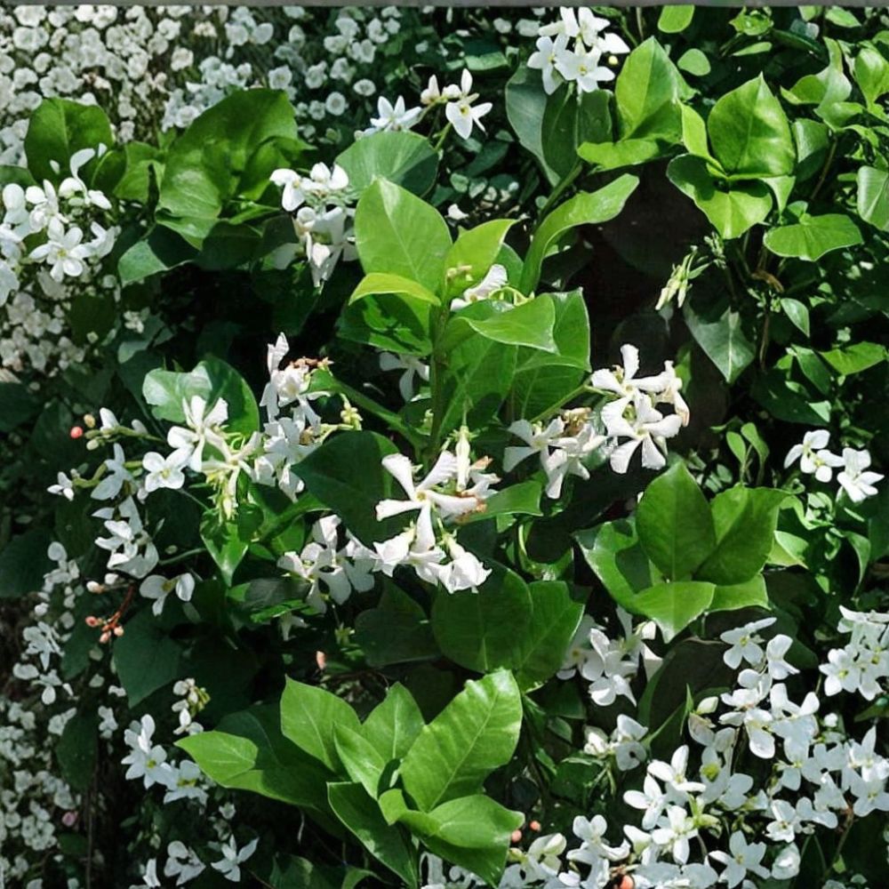Confederate Star Jasmine Vine – Live Plant 1QT | Fragrant Evergreen Climbing Vine | Trachelospermum jasminoides for Trellis, Fence & Groundcover