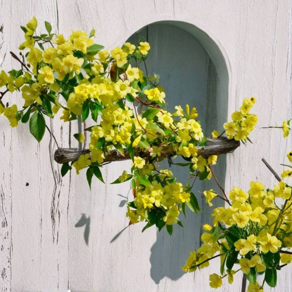 Carolina Jasmine Seeds – Gelsemium sempervirens – Fragrant Yellow Climbing Vine – Evergreen Garden Plant – 10 Seeds