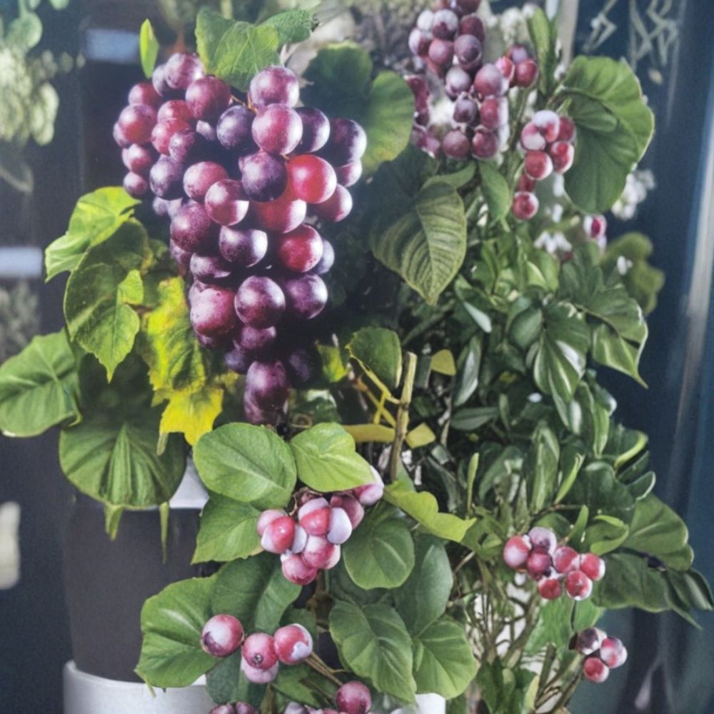 Black Jumbo Muscadine Grape Vine – 3 Gallon Female Vitis rotundifolia Live Plant for Vineyard & Home Garden, Large Sweet Grapes