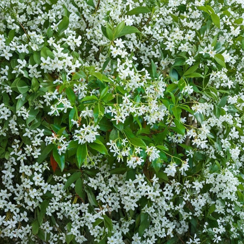 Rare Star Jasmine Cuttings – Trachelospermum jasminoides, 5 Unrooted Propagation-Ready Climbing Vine, Fragrant Garden Plant