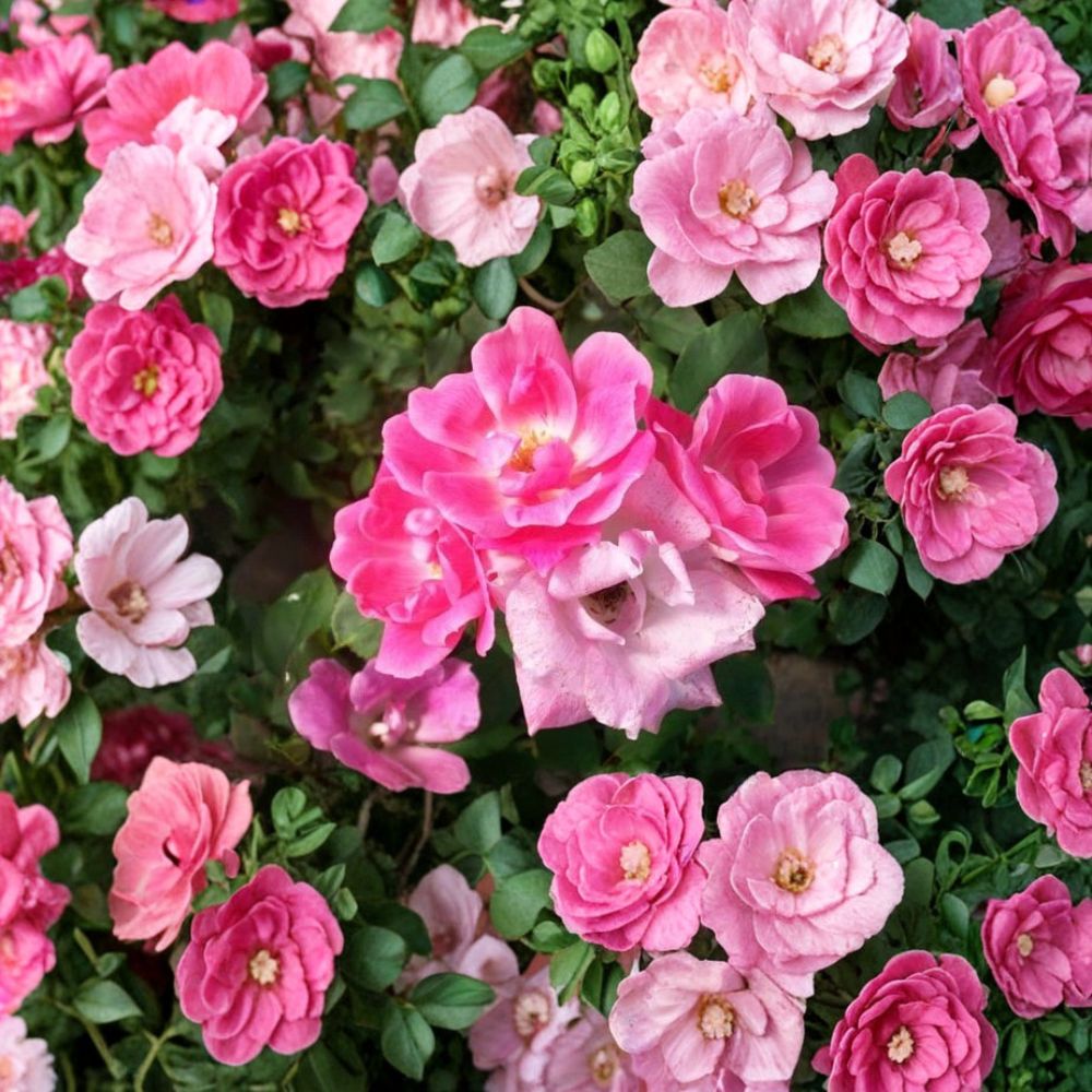 Pink Knock Out® Rose Shrub – 1 Gallon, Disease-Resistant, Medium Pink Blooms, Repeat Flowering Landscape Rose, Rosa