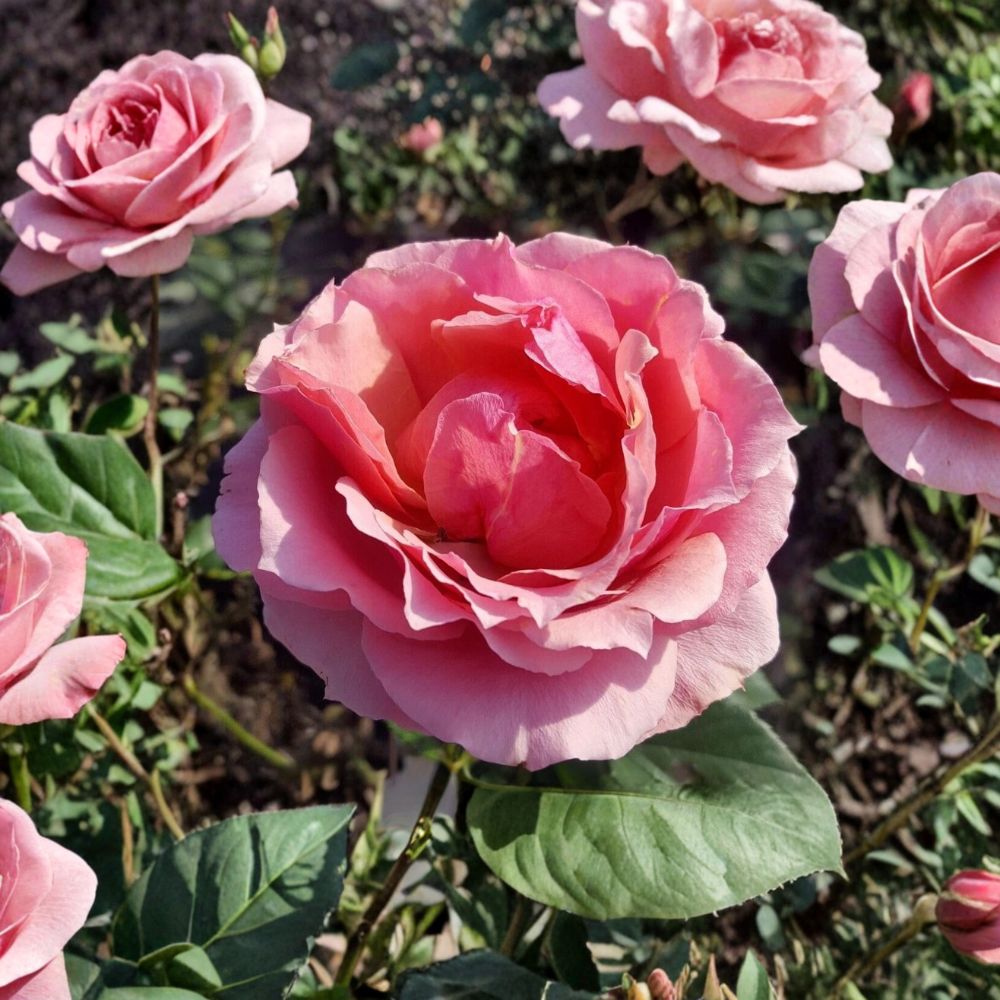Pink Rose Bush Plant – Princesse de Monaco Grandiflora, 3 Gallon, Bi-Color Blooms, Garden Shrub, Easy to Grow