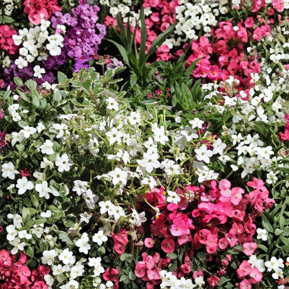 Nicotiana Alata Seeds 500 Pack | White Jasmine Night-Blooming Flowers | Fragrant Pollinator Garden | Non-GMO Flower Seeds