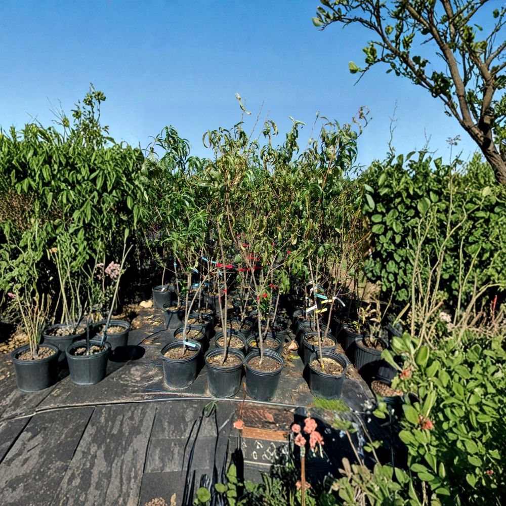Blaze Prince Peach Tree – Live Fruit Tree with Juicy Freestone Peaches, Self-Pollinating, Easy to Grow, Small Garden Orchard Tree