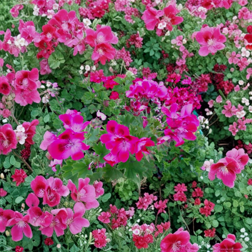 Rare Hot Magenta Pink Regal Geranium Cuttings – 2 Live Pelargonium Plant Starters with Orchid-Like Blooms for Garden and Patio