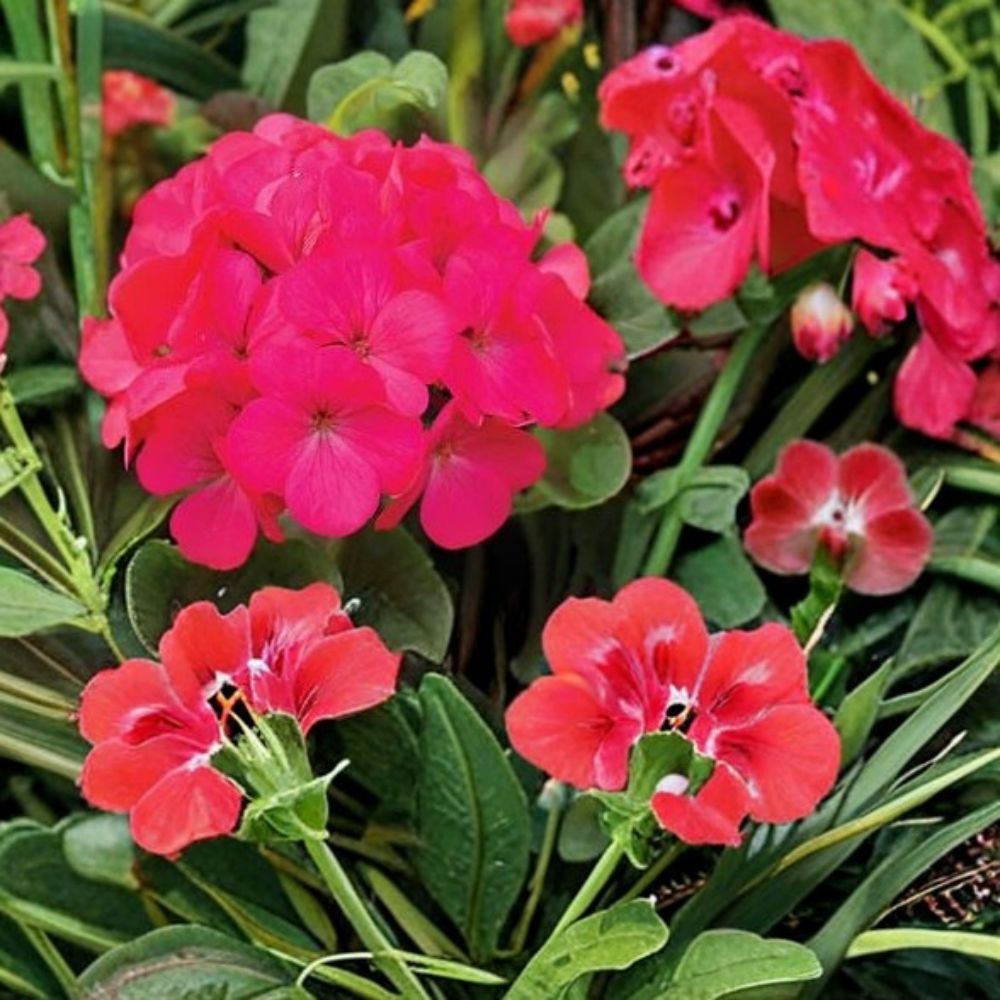 Geranium Seeds – Maverick Rose Pelargonium Seeds – Pastel Rose Garden Flowers – Easy to Grow Outdoor Plant Seeds