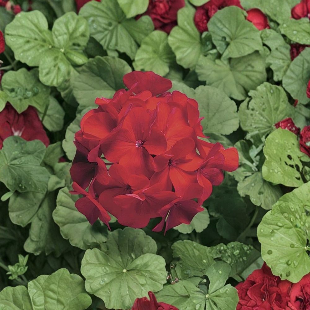 Ringo Cardinal Geranium Seeds – 15 Premium Red Flower Seeds for Patio & Window Box, Easy to Grow, Early Blooming Pelargonium x hortorum